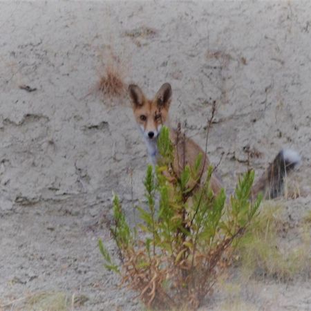 Apartmán La Guarida Rustica Del Zorro Jijona Exteriér fotografie
